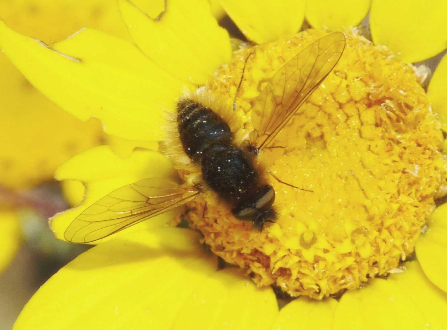 Bombilidae col ciuffo